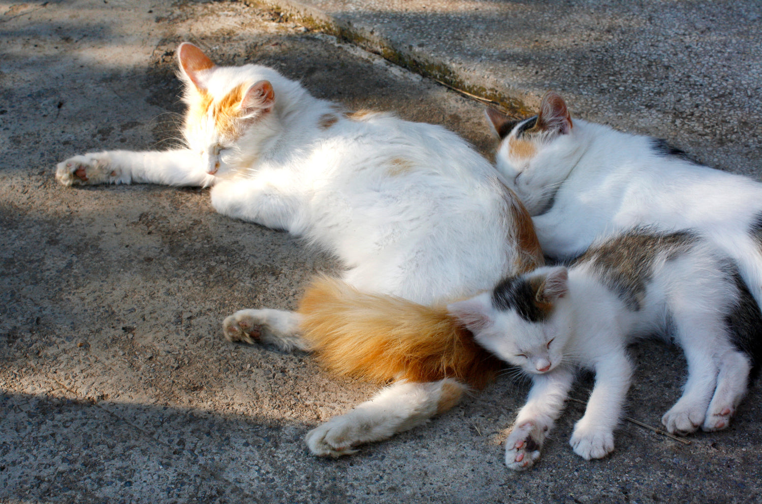 Het is belangrijk om speeltjes te kiezen die passen bij de leeftijd en persoonlijkheid van jouw kat en om regelmatig de speeltjes te controleren op beschadigingen en slijtage.