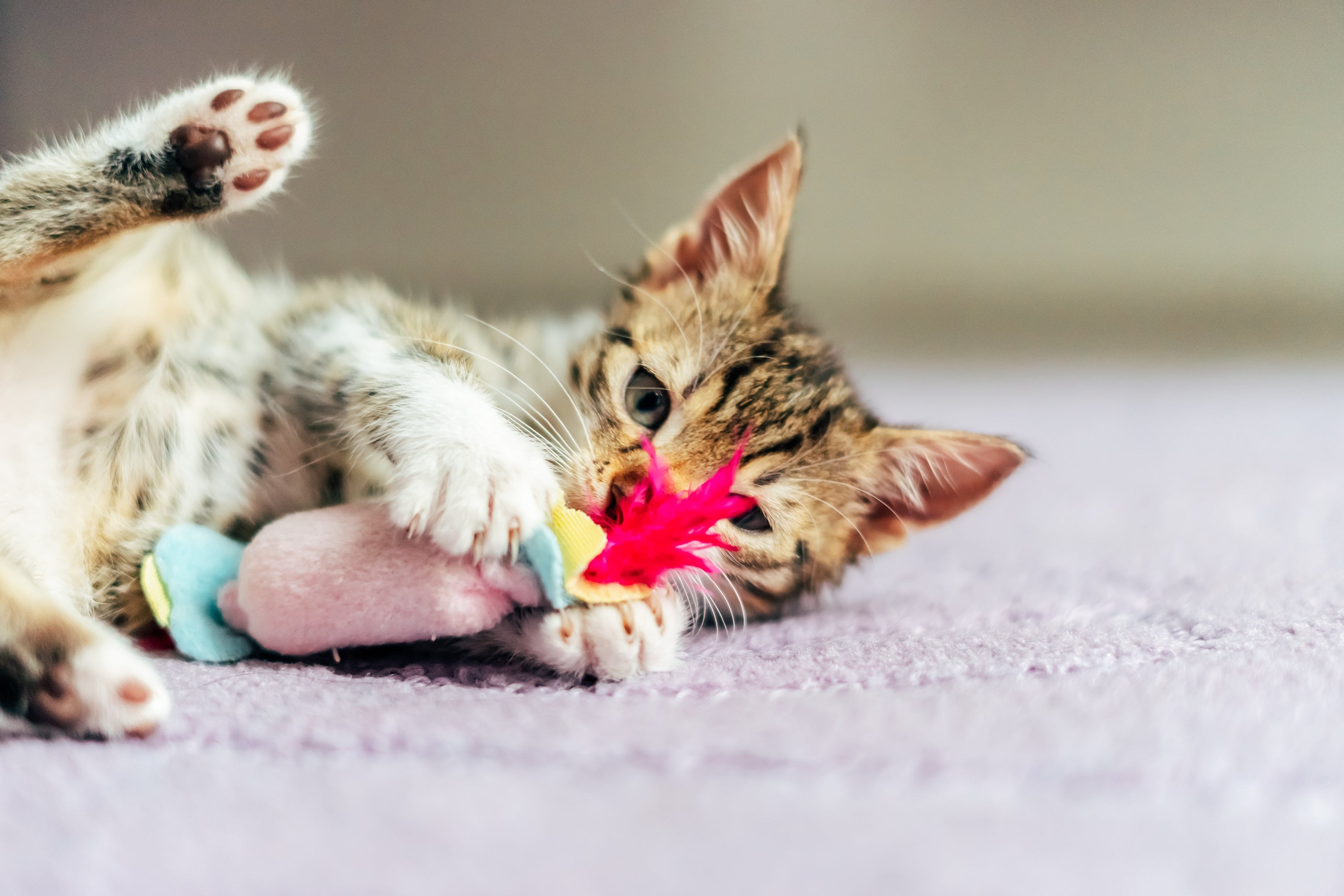 Katten die zich vervelen, kunnen gedragsproblemen ontwikkelen, zoals overmatig krabben, miauwen en agressiviteit. Kattenspeeltjes kunnen helpen verveling te voorkomen en katten actief en geïnteresseerd te houden in hun omgeving.