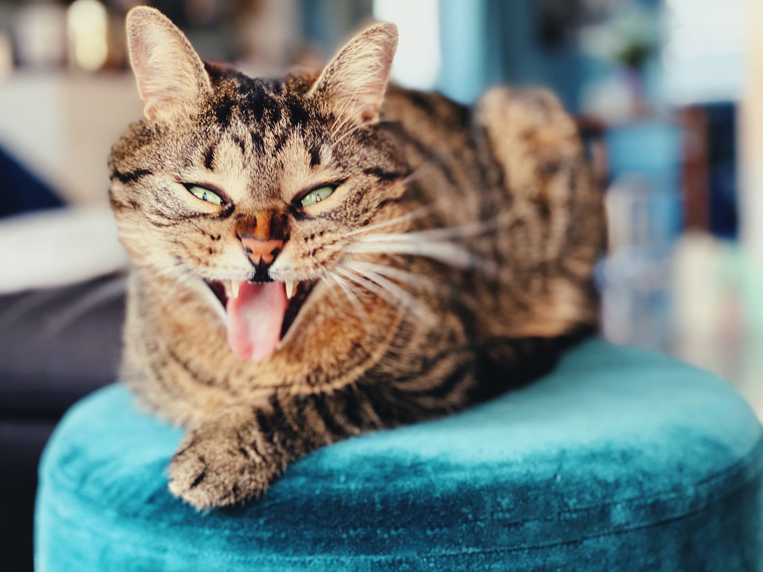 Ben je op zoek naar veilige en duurzame kattenspeeltjes voor je bijtgrage kat? In dit artikel bespreken we waarom het belangrijk is om te kiezen voor speeltjes gemaakt van deze materialen en welke materialen geschikt zijn.