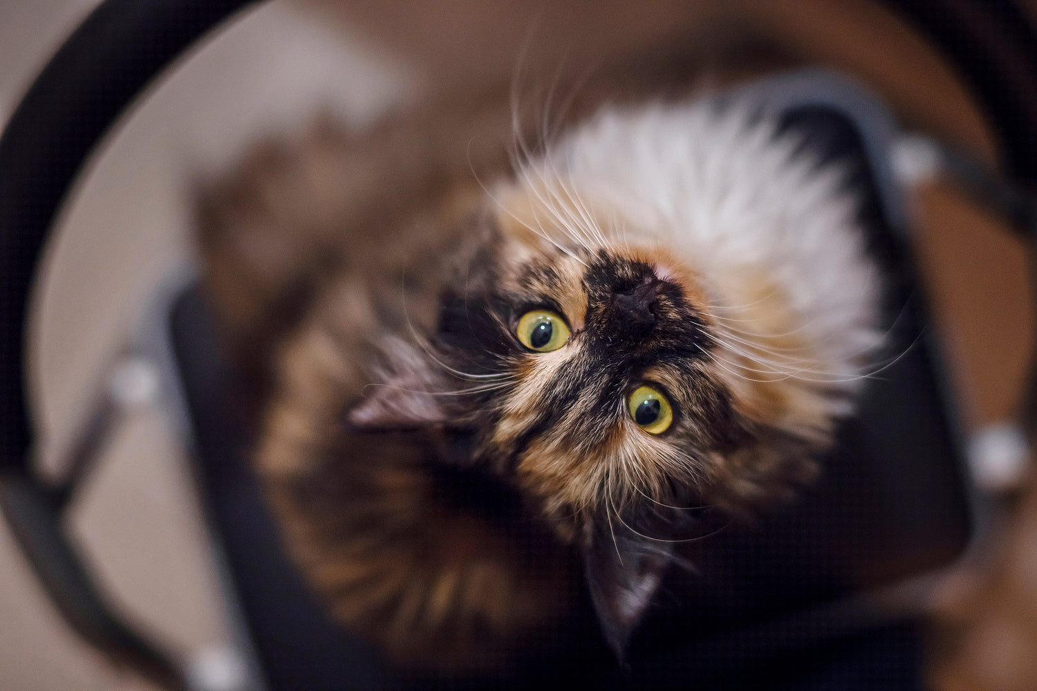 Ontdek hoe het aanbieden van verschillende soorten speelgoed kan bijdragen aan de fysieke en mentale gezondheid van je kat door hen uit te dagen om verschillende delen van hun lichaam te gebruiken en hen mentaal te stimuleren.