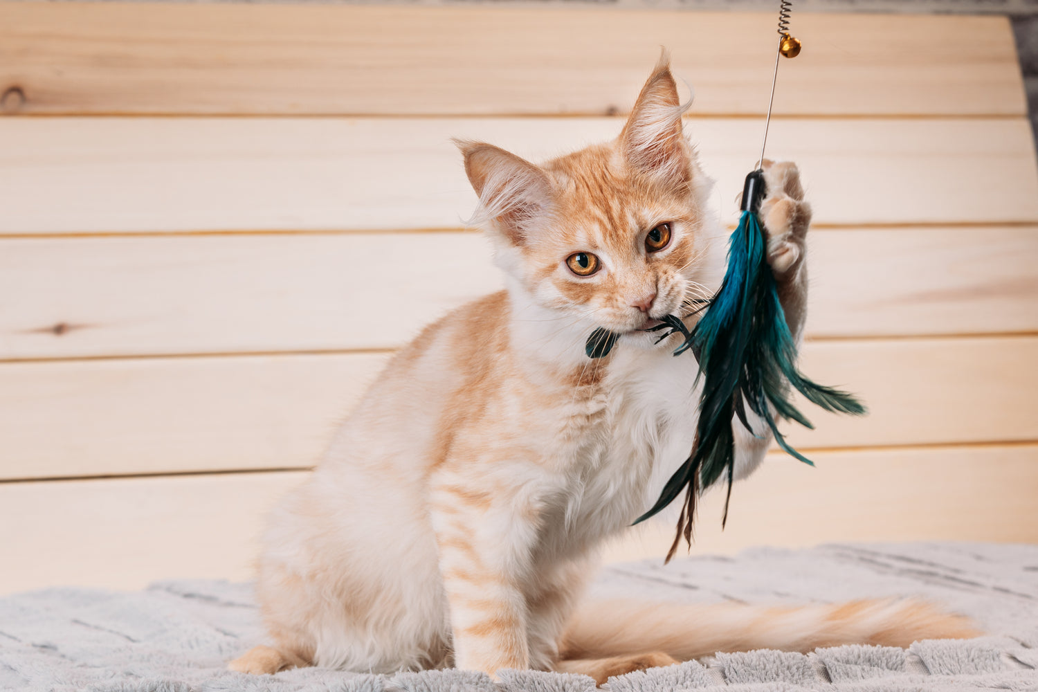 Op zoek naar het beste speelgoed voor jouw kat? Dan ben je bij Katdeal.nl aan het juiste adres! In deze blog ontdek je de beste speeltjes om aan de behoeften van jouw kat te voldoen