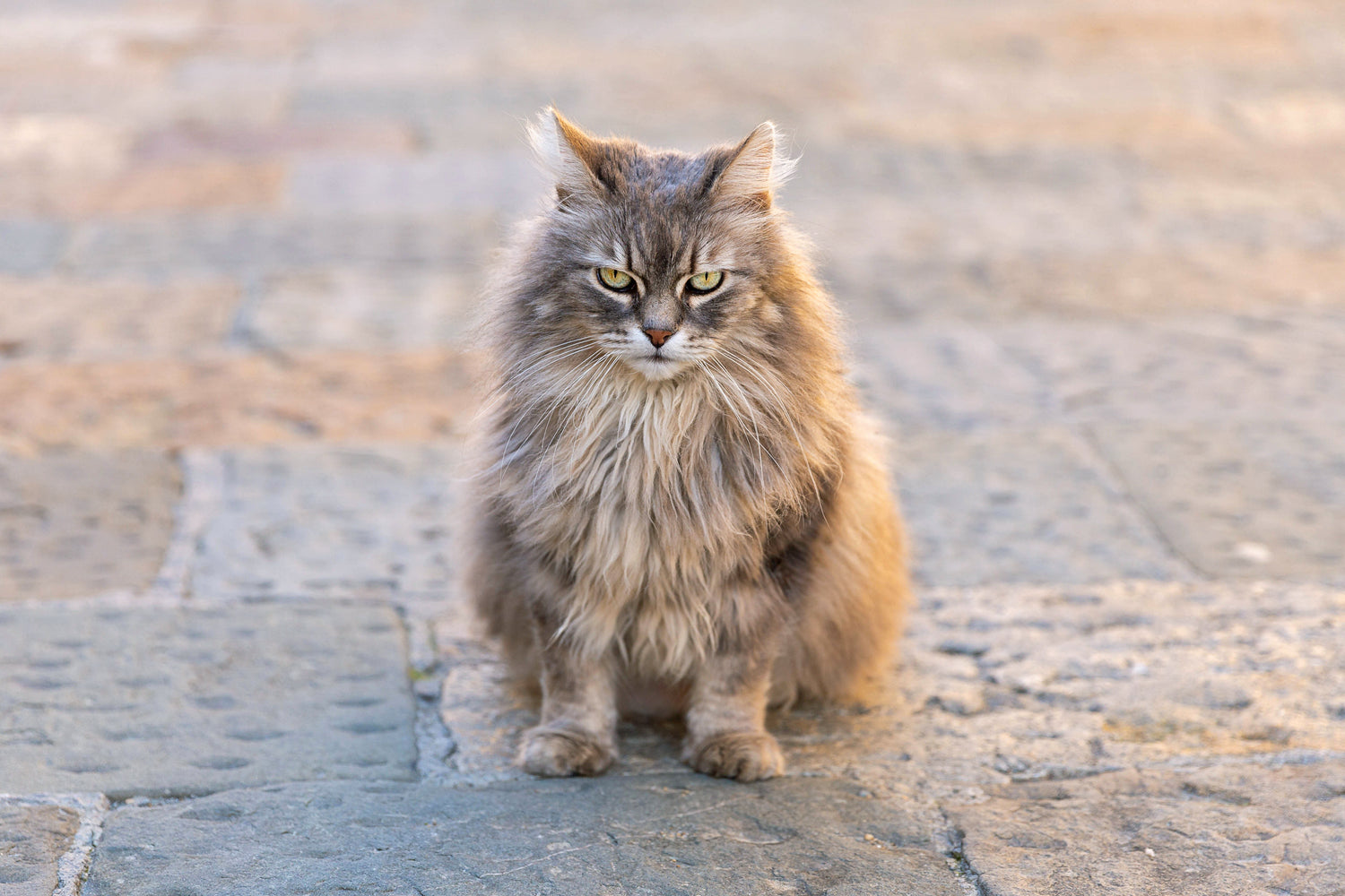 In dit artikel leer je hoe kattenspeeltjes kunnen bijdragen aan het verminderen van agressie bij katten en waarom het zo belangrijk is om de juiste soorten speeltjes te gebruiken. 