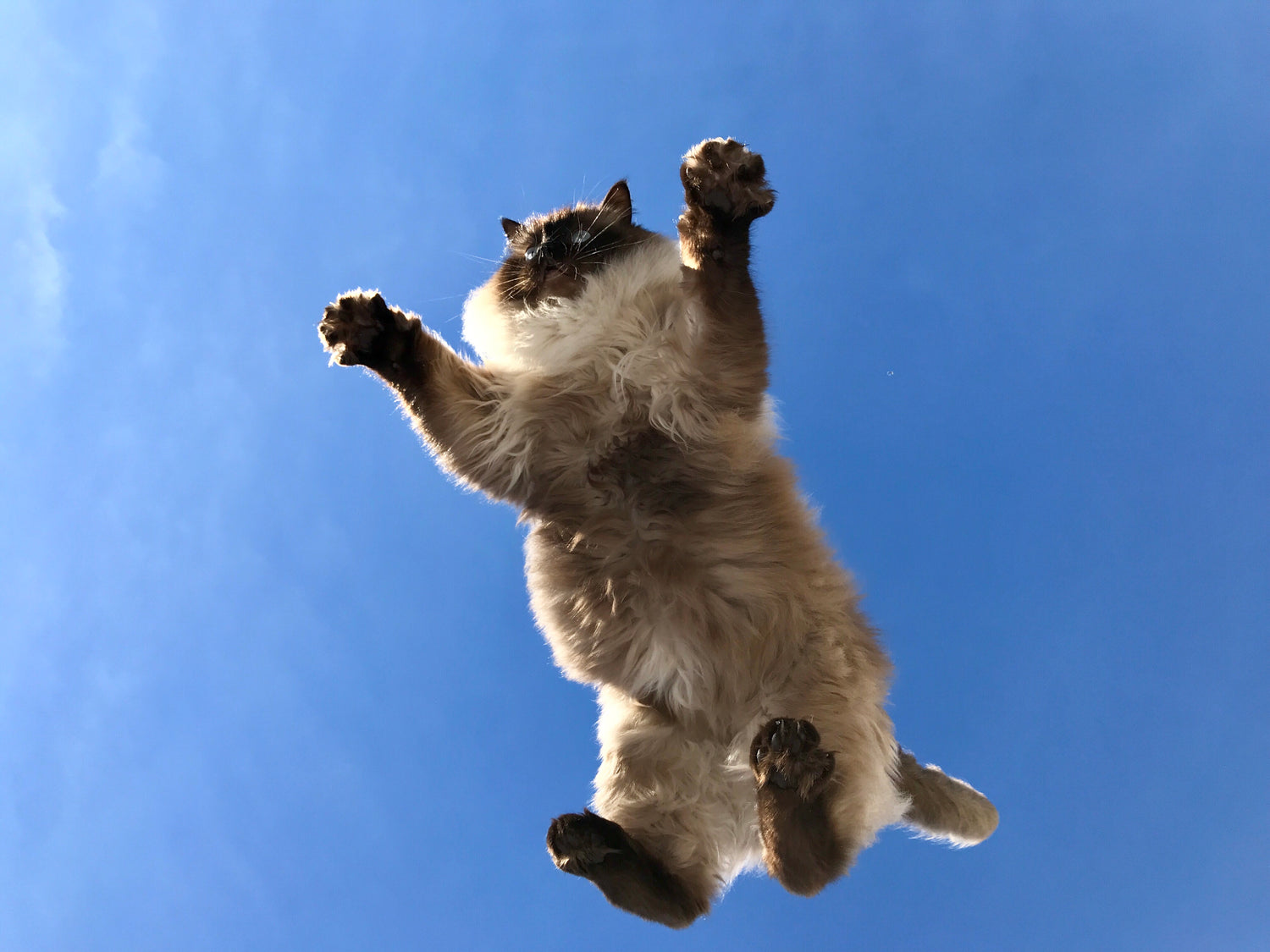 Leer hoe je de sprongkracht van je kat kunt vergroten met behulp van kattenspeeltjes. Het spelen met katten is essentieel voor hun fysieke en mentale gezondheid