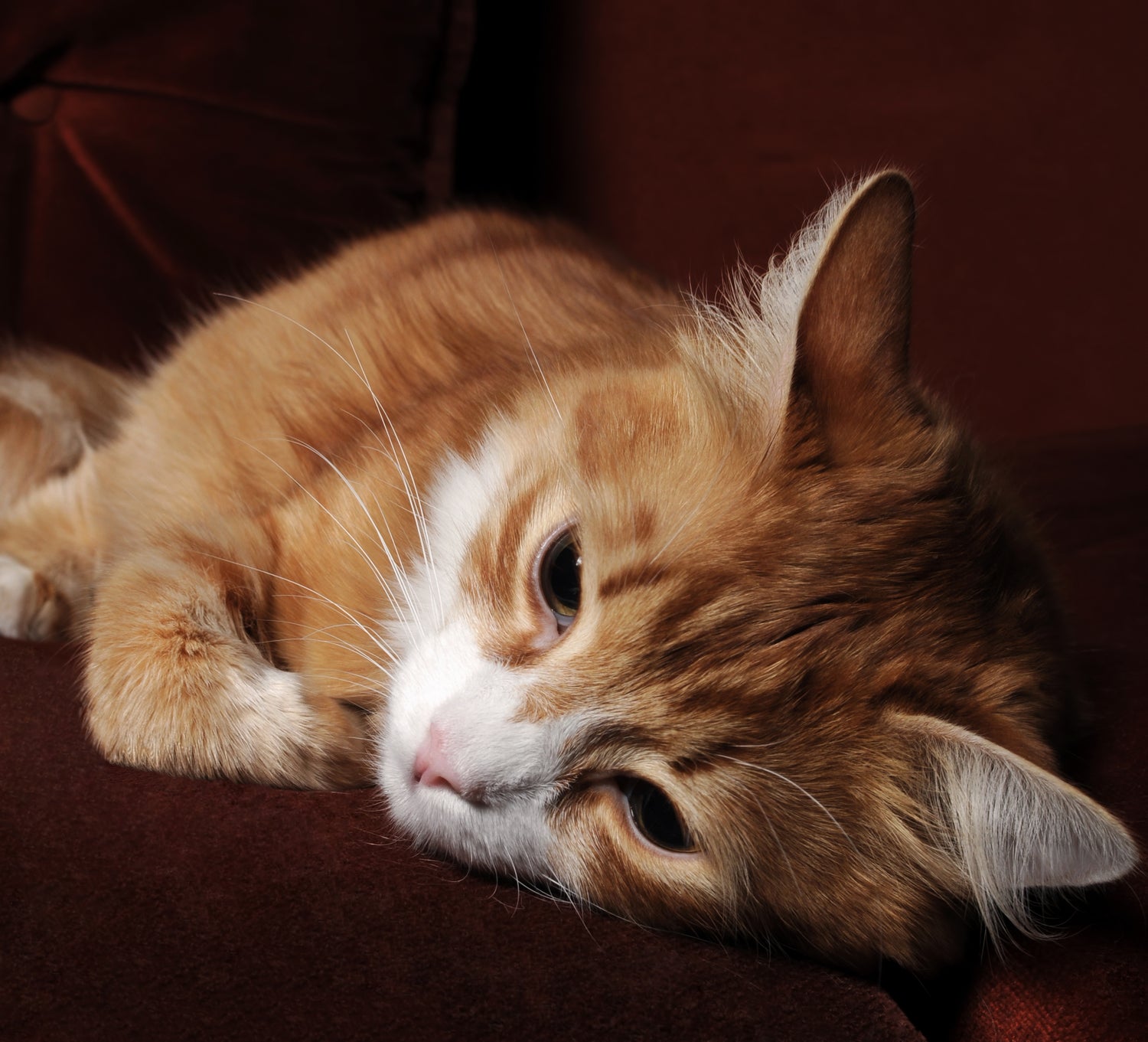 Het gebruiken van speeltjes voor katten met artritis heeft een aantal voordelen, waaronder het stimuleren van beweging, verrijking en mentale stimulatie, en het voorkomen van overbelasting of extra pijn.